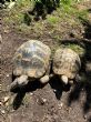 Hermanns : Male & Female approx 70-100 years old (Hughes & Tot)